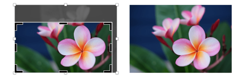 cropping av bilde med blomst